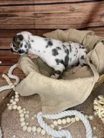 Memphis, a male Great Dane for sale in Hallettsville, TX – 2 of 5
