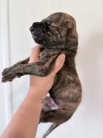 Brindle Male, a male Great Dane for sale in Hallettsville, TX – 3 of 5