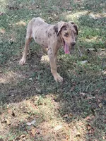 Coco, a male Great Dane for sale in Hallettsville, TX – 2 of 10