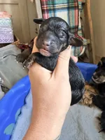 Male 1, a male Cockapoo for sale in Hallettsville, TX – 2 of 3