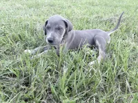 Blue Brindlepoint , a female Great Dane for sale in Hallettsville, TX – 5 of 7