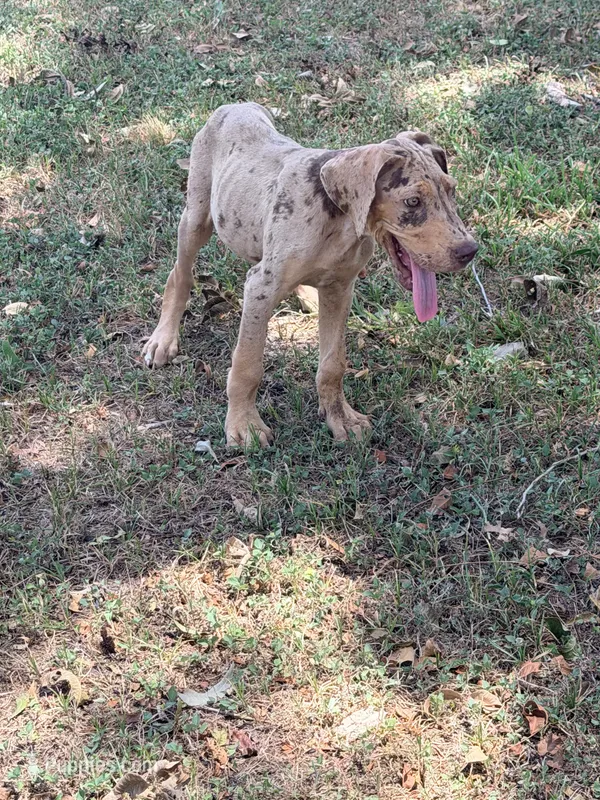 Coco – Great Dane puppy for sale in Hallettsville, TX