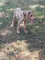 Coco, a male Great Dane for sale in Hallettsville, TX – 1 of 10