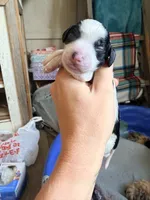 Male 2, a male Cockapoo for sale in Hallettsville, TX – 2 of 4