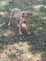 Coco, a male Great Dane for sale in Hallettsville, TX – 6 of 10