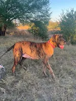 Memphis, a male Great Dane for sale in Hallettsville, TX – 5 of 5