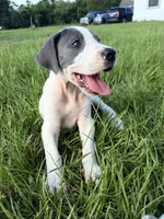 Blue Pie , a female Great Dane for sale in Hallettsville, TX – 4 of 5