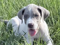 Lola, a female Great Dane for sale in Hallettsville, TX – 3 of 7