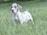 Lola, a female Great Dane for sale in Hallettsville, TX – 1 of 7