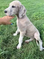 Penelope , a female Great Dane for sale in Hallettsville, TX – 2 of 9