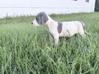 Brindlepoint Piebald, a female Great Dane for sale in Hallettsville, TX – 4 of 5