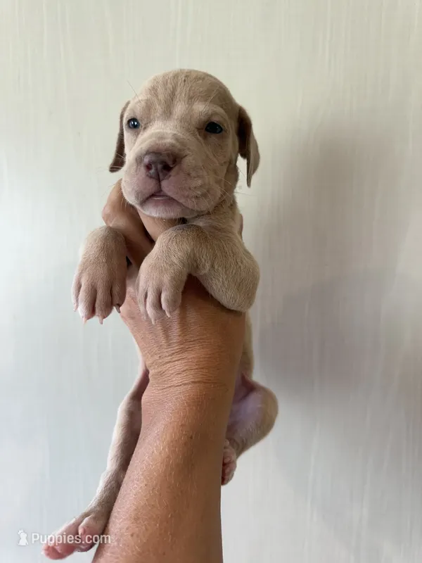 Eloise  – Great Dane puppy for sale in Hallettsville, TX