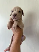 Eloise , a female Great Dane for sale in Hallettsville, TX – 1 of 3