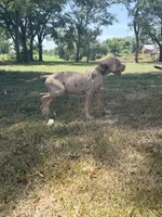 Coco, a male Great Dane for sale in Hallettsville, TX – 8 of 10