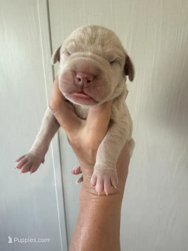 Eloise  – Great Dane puppy for sale in Hallettsville, TX
