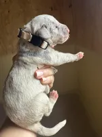 Cream Collar, a female Great Dane for sale in Hallettsville, TX – Photo 6 of 7