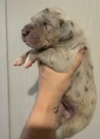 Cream Collar, a female Great Dane for sale in Hallettsville, TX – Photo 3 of 7