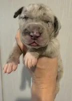 Cream Collar, a female Great Dane for sale in Hallettsville, TX – Photo 1 of 7