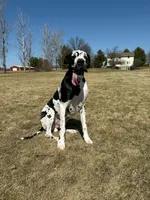 Rain, a female Great Dane for sale in Hallettsville, TX – 6 of 7