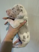 Portia, a female Great Dane for sale in Hallettsville, TX – 2 of 3