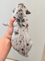 Ash, a female Great Dane for sale in Hallettsville, TX – 5 of 6