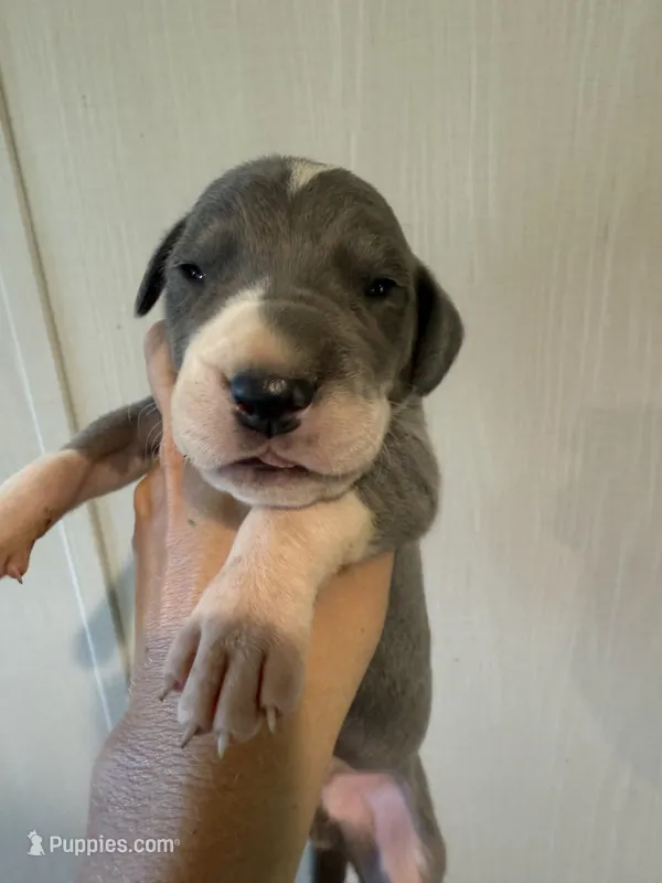 Colin – Great Dane puppy for sale in Hallettsville, TX