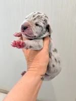 Ash, a female Great Dane for sale in Hallettsville, TX – 4 of 6