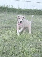 Penelope , a female Great Dane for sale in Hallettsville, TX – 5 of 9