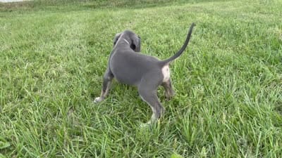 Blue Brindlepoint , a female Great Dane for sale in Hallettsville, TX – 7 of 7
