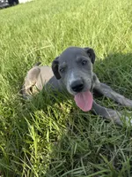 Blue Brindlepoint , a female Great Dane for sale in Hallettsville, TX – 6 of 7