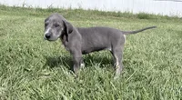Blue Brindlepoint , a female Great Dane for sale in Hallettsville, TX – 1 of 7