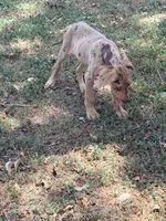 Coco, a male Great Dane for sale in Hallettsville, TX – 5 of 10