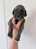 Brindle Male, a male Great Dane for sale in Hallettsville, TX – 4 of 5