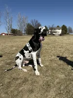 Flash, a male Great Dane for sale in Hallettsville, TX – 6 of 6