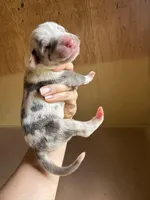 Pink Collar, a female Great Dane for sale in Hallettsville, TX – Photo 8 of 8