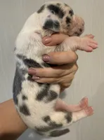 Pink Collar, a female Great Dane for sale in Hallettsville, TX – Photo 4 of 8