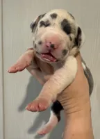 Pink Collar, a female Great Dane for sale in Hallettsville, TX – Photo 1 of 8