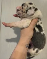 Pink Collar, a female Great Dane for sale in Hallettsville, TX – Photo 5 of 8