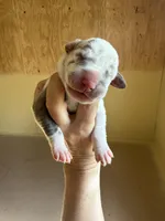 Pink Collar, a female Great Dane for sale in Hallettsville, TX – Photo 7 of 8