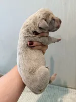 Maple, a female Great Dane for sale in Hallettsville, TX – 7 of 8