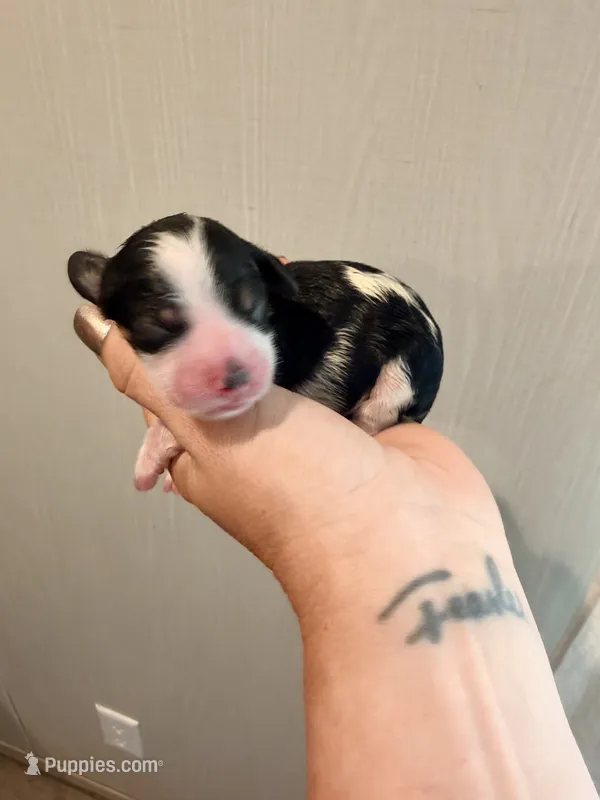 Female 2 – Cockapoo puppy for sale in Hallettsville, TX