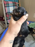 Female 4, a female Cockapoo for sale in Hallettsville, TX – 2 of 4