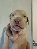 Antony, a male Great Dane for sale in Hallettsville, TX – 4 of 5