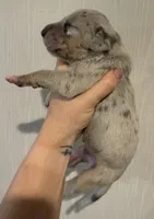 Orange Collar, a female Great Dane for sale in Hallettsville, TX – Photo 2 of 3