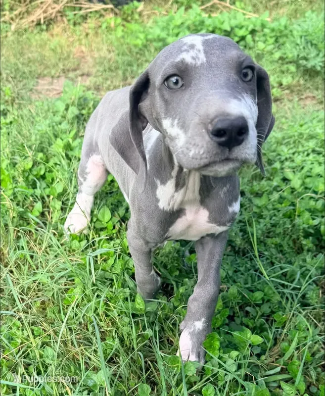 Daphne – Great Dane puppy for sale in Hallettsville, TX