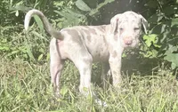 Violet , a female Great Dane for sale in Hallettsville, TX – 2 of 7