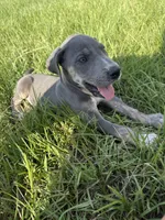 Blue Brindlepoint , a female Great Dane for sale in Hallettsville, TX – 4 of 7
