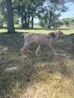 Coco, a male Great Dane for sale in Hallettsville, TX – 9 of 10