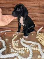 Rain, a female Great Dane for sale in Hallettsville, TX – 5 of 8