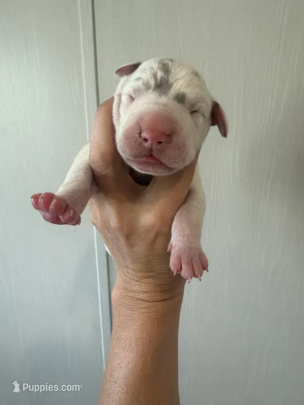 Portia – Great Dane puppy for sale in Hallettsville, TX